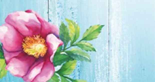 Gretje macht das schon!: Friesenrose