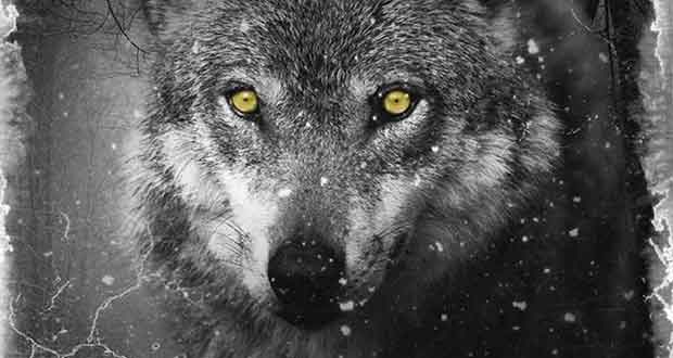 Wolf Krimi Wolf Krimi