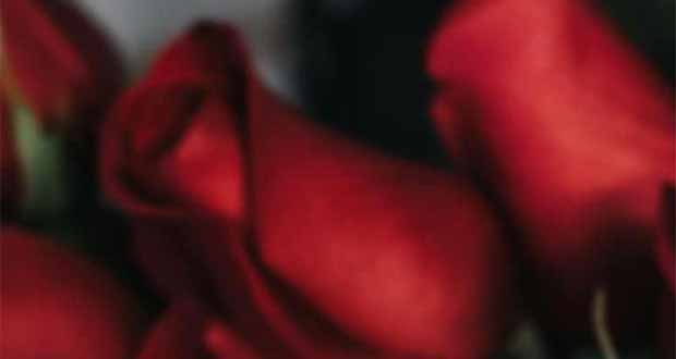 El Toro - Jede Rose bewacht eine Liebe