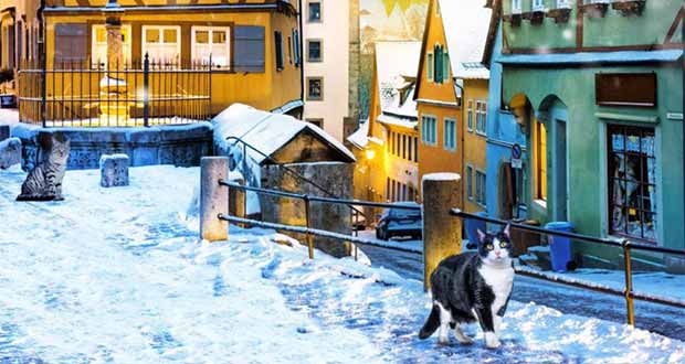 Winterzauber im kleinen Katzen-Café