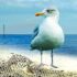 Todfischer Ostsee