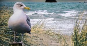 NORDSEEMORD Die Tote auf Juist
