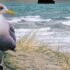 NORDSEEMORD Die Tote auf Juist