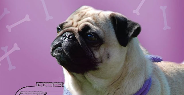 Kein Mops ist auch keine Lösung