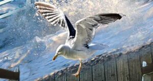 Mordlust Ostsee