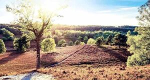 Mord in der Fischbeker Heide