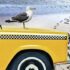Taxi, Tod und Teufel