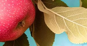 Das Herz ist niemals blind