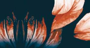 Dark Elite – Revenge