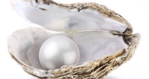 Die Welt ist meine Auster