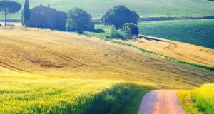 Olivengeflüster im Wind