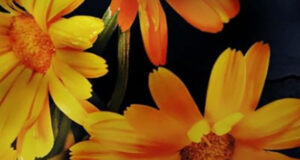 Das gnadenlose Spiel