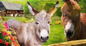 Sommer auf dem kleinen Eselhof