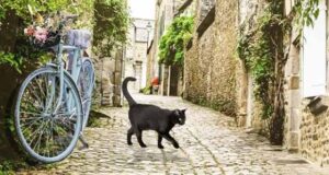 Commissaire Cluzet und der Mann aus Stein