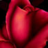 Rose'N Chains - Marcus