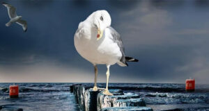 Todesspur Ostsee