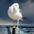Todesspur Ostsee