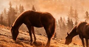 Resting Warrior Ranch